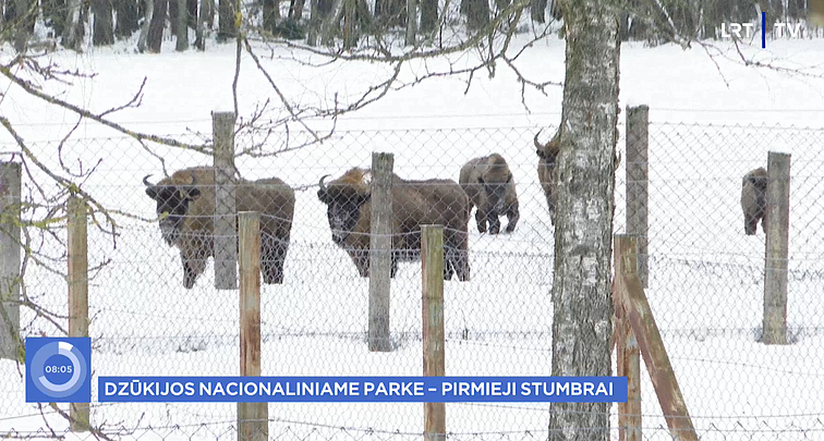 Stumbrai