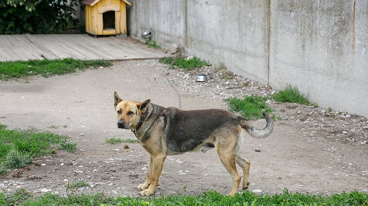 Siūloma drausti šunis rišti prie būdos: „Jei gyvūno reikia tik kaip signalizacijos, šiais laikais yra sprendimų, kaip apsaugoti turtą“