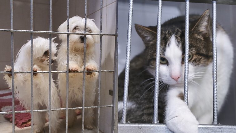 Beglobiai gyvūnai ir biurokratinės pinklės