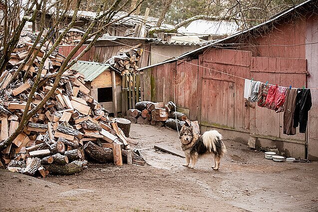 Žinios. Seime bus balsuojama dėl draudimo laikyti gyvūnus asmenims, kurie žiauriai su jais elgiasi