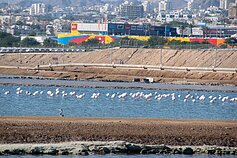 Paukščių stebėjimo rezervatas