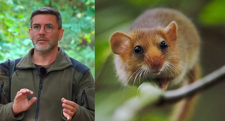 Gamtininko užrašai. Čepulis apie Lietuvos retenybę miegapelę: tik iš pirmo žvilgsnio atrodo miela ir nekalta pelytė