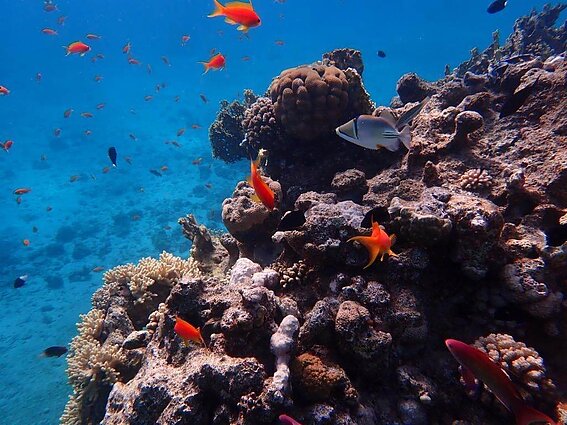 Koralinis rifas Eilate