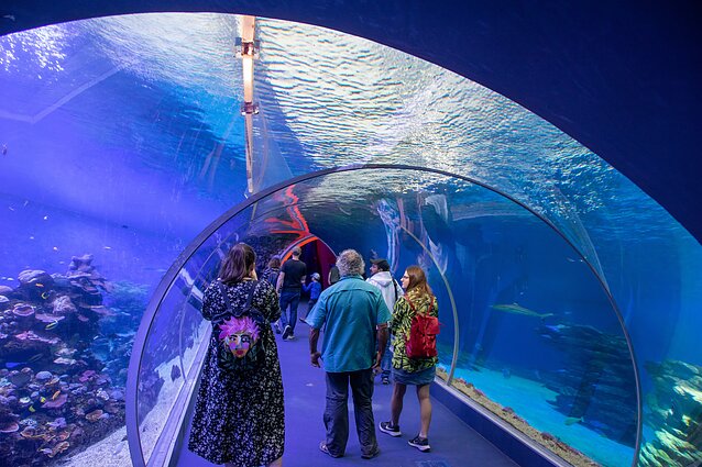 Povandeninė Eilato observatorija „Aqua Dome“