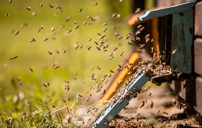 Labas rytas, Lietuva II d. Entomologė: kai kurios vabzdžių rūšys atrodo labai panašiai ir jas atskirti itin sunku