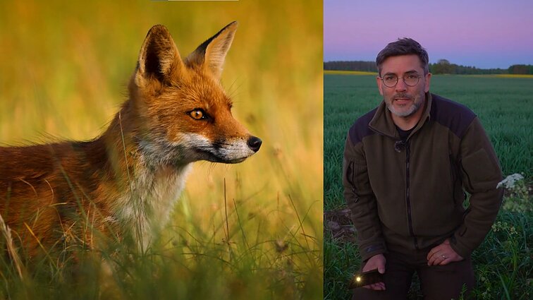 Gamtininko užrašai. „Aš taip nežaidžiu“: kaip lapės nukniaukė Čepulio kamerą