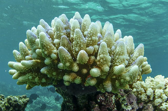 Balyje gyvenanti lietuvė, padedanti saugoti koralus: vietiniai tik dabar pradeda suvokti, kad reikia rūpintis savo gamta