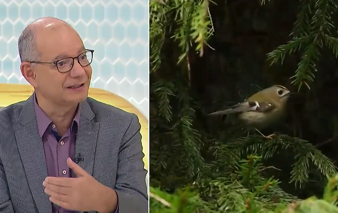 Gamtininkas apie mažiausius Europos paukščius nykštukus: jei išgirsite juos, turite itin gerą klausą