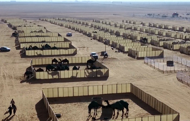 Saudo Arabijos smėlynuose – kupranugarių festivalis: prizas už gražiausio gyvūno titulą – 58 mln. eurų