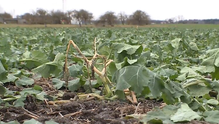 Neįprastos orų permainos – smūgis ūkininkams: staigus atšalimas gali pražudyti pasėlius