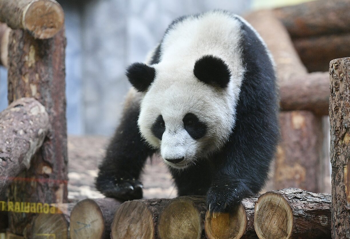 Kinijos Rusijai padovanota panda Kinijos Rusijai padovanota panda