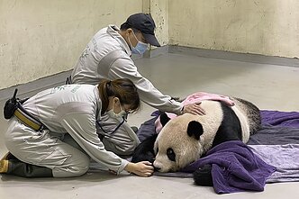 Panda Tuan Ruan Taivane Panda Tuan Ruan Taivane