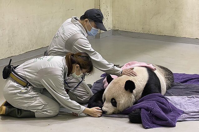 Panda Tuan Ruan Taivane Panda Tuan Ruan Taivane
