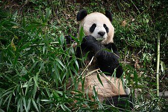 Panda Panda