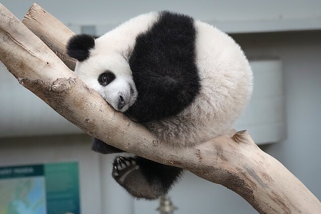 Panda Panda