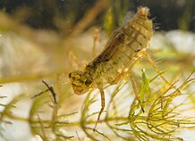 Laumžirgio lerva Laumžirgio lerva