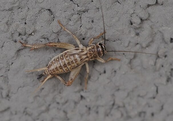 Svirplys Svirplys