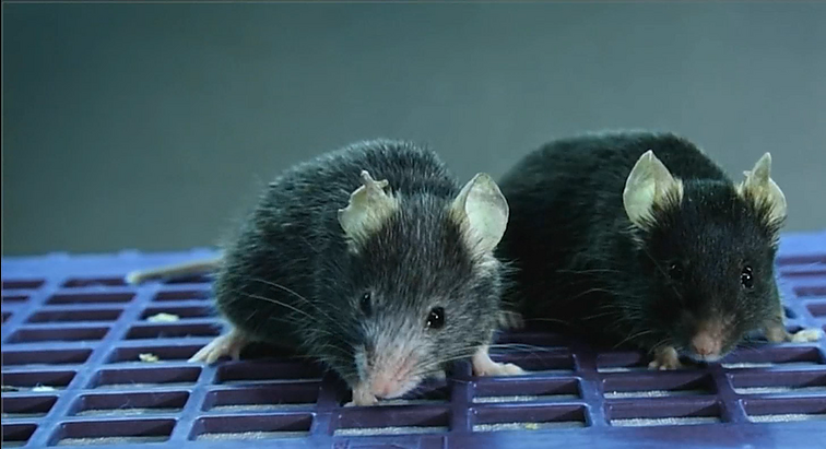 „Amžinos jaunystės“ receptą kol kas atrado pelėms: naujas tyrimas rodo, kad senėjimas gali būti grįžtamas procesas