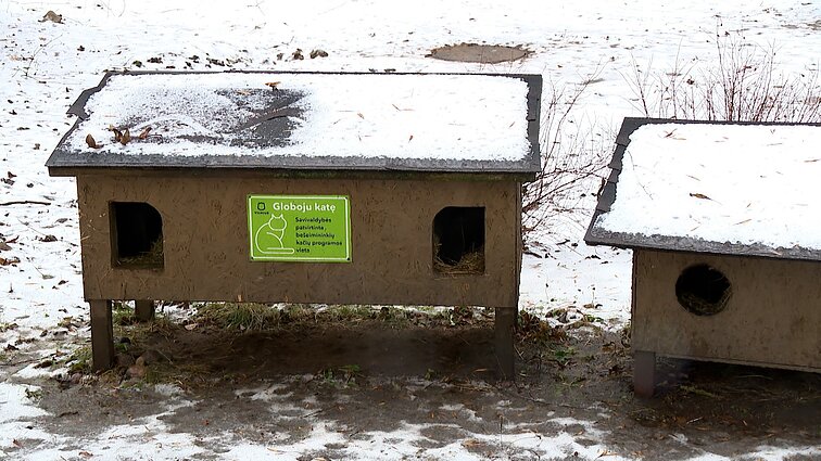 Vilniuje norinčiųjų pastatyti namelius katėms – eilės: savivaldybė perspėja, kad statyti juos savavališkai draudžiama 