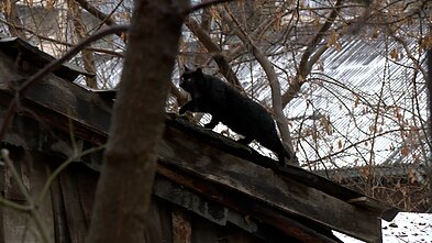 Vilniuje norinčiųjų pastatyti namelius katėms – eilės: savivaldybė perspėja, kad statyti juos savavališkai draudžiama 