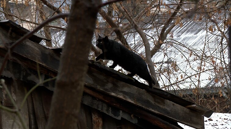 Vilniuje norinčiųjų pastatyti namelius katėms – eilės: savivaldybė perspėja, kad statyti juos savavališkai draudžiama 