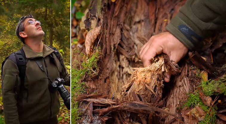 Gamtininko užrašai. Tvarkingo miško stereotipus sugriovęs Čepulis: nuvirtę medžiai yra dar gyvesni