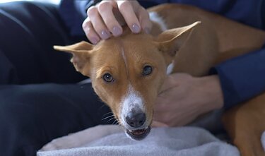 M. Pipiraitės-Grumbinės augintinis