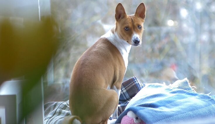 M. Pipiraitės-Grumbinės augintinis