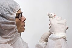 Laboratorinė žiurkė Laboratorinė žiurkė