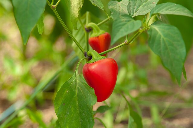 Paprika Paprika