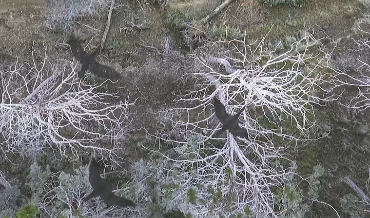 Panevėžio fotografijos galerijoje – Andriaus Repšio paroda „Balti medžiai“