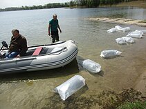 Pernai į vandens telkinius išleista beveik 13 milijonų įvairių rūšių žuvų Pernai į vandens telkinius išleista beveik 13 milijonų įvairių rūšių žuvų