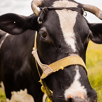 Ryto garsai. Ar tinkamai elgiasi ūkininkai, kurie protestuodami laukuose išpila pieną?