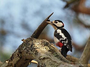 Didysis margasis genys