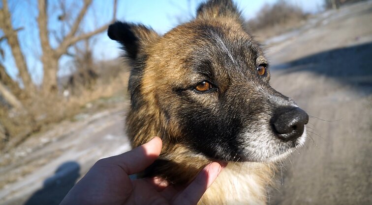 Išskirtiniai vaizdai iš Ukrainos – savanoriai iš karo zonų gelbėja gyvūnus