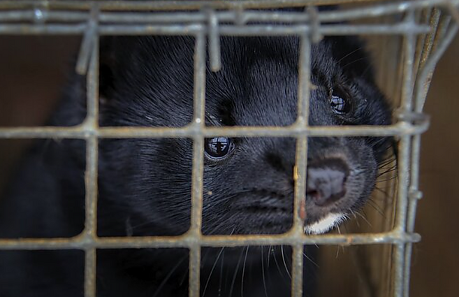 Žemės ūkio ministerija siūlo uždrausti kailinių žvėrelių verslą nuo 2027-ųjų: augintojai piktinasi per menkomis numatytomis kompensacijomis