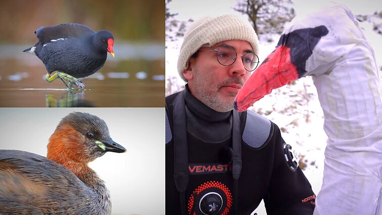Gamtininko užrašai. Marius Čepulis apie tai, kodėl negalima maitinti vandens paukščių: lengvai galite pasmerkti pražūčiai