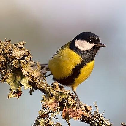 Paraštės. Kodėl mylėti gamtą apsimoka?