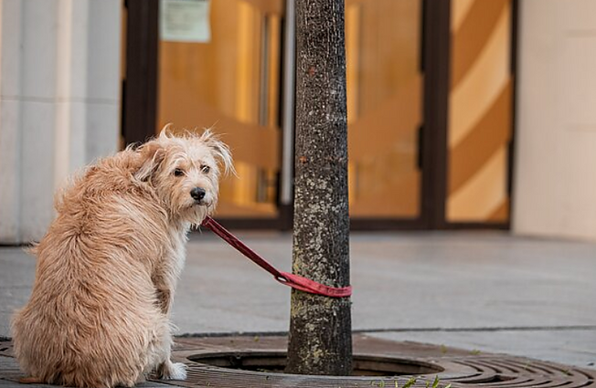 Beglobius šunis priglaudžia suomiai: šeimose gyvena daugiau nei 500 išvykusių gyvūnų