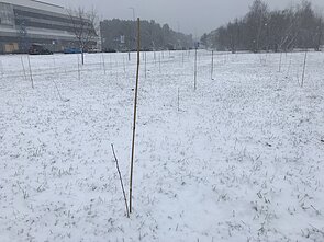 Pernai Vilniuje, Jeruzalėje pasodinti berželiai. 