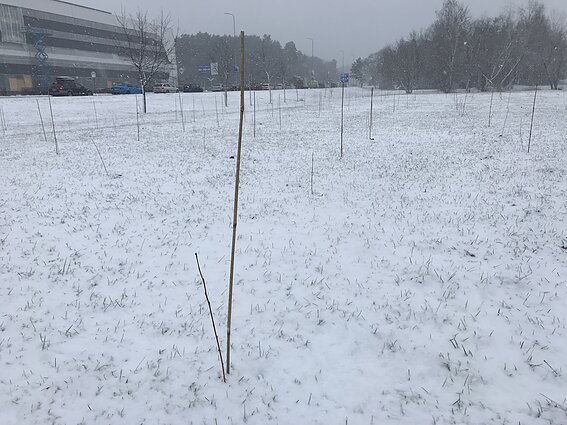 Pernai Vilniuje, Jeruzalėje pasodinti berželiai. 