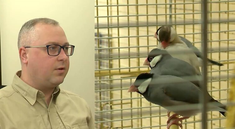 Kaune aplinkosaugininkai rado kelias dešimtis viename bute laikytų papūgų: skundą parašė kaimynai namuose pastebėję vabzdžius