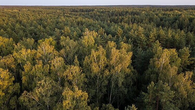 Pradeda žaliuoti pirmieji valgomi augalai: žinovas pristato jų naudą ir viską, ką reikia žinoti juos renkant