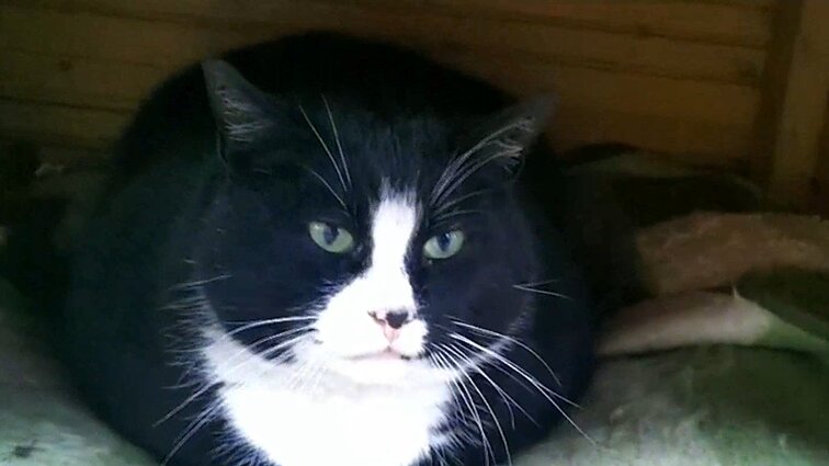 Katinas Gacekas tapo miesto traukos objektu: socialiniuose tinkluose išgarsėjęs keturkojis džiugina Lenkijos turistus