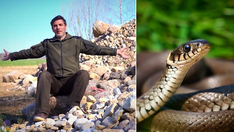 Į kamuolį susivijusių žalčių būrį radęs Čepulis: turėtų būti atskiras žodis, apibūdinantis jutimą liečiant gyvatės odą