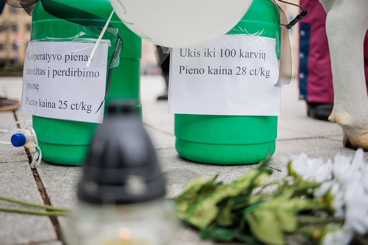 Protest producentów mleka