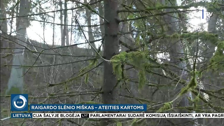 Minima tarptautinė miškų diena: „Sengirės“ fondas, šiuo metu saugo beveik 90 hektarų vertingų miškų