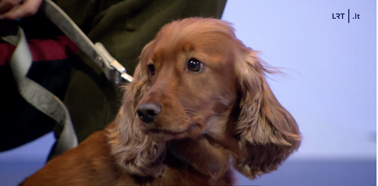 V. Baumilos augintinė Bitė