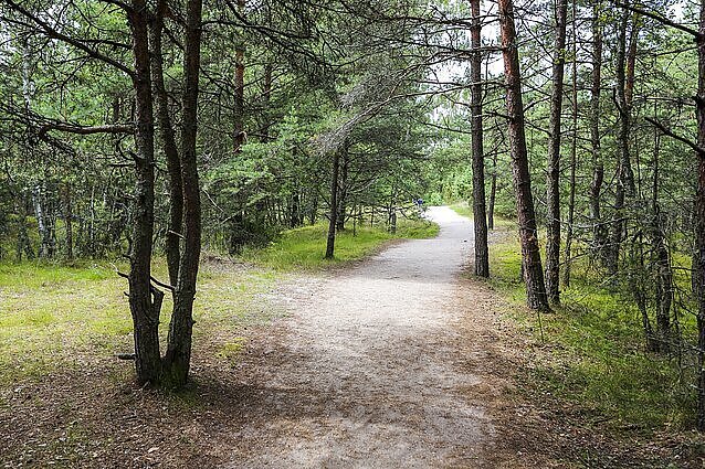 Kuršių nerija kviečia prisidėti prie šventinio miškasodžio: bus pasodintos 2023 pušys ir vardinis ąžuolas