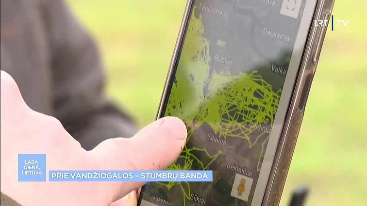 Gamtininkas apie ūkininkus gąsdinančią klajojančią stumbrų bandą: žalos padaryti gali, tačiau didelio pavojaus nėra